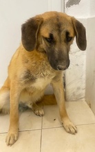 FRITZ, Hund, Mischlingshund in Griechenland - Bild 14