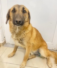 FRITZ, Hund, Mischlingshund in Griechenland - Bild 16