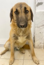 FRITZ, Hund, Mischlingshund in Griechenland - Bild 18