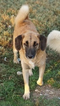 FRITZ, Hund, Mischlingshund in Griechenland - Bild 2