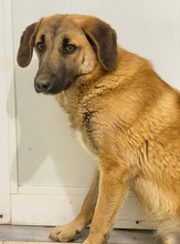 FRITZ, Hund, Mischlingshund in Griechenland - Bild 22