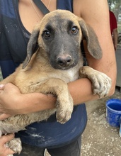 FRITZ, Hund, Mischlingshund in Griechenland - Bild 28