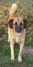 FRITZ, Hund, Mischlingshund in Griechenland - Bild 3