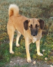 FRITZ, Hund, Mischlingshund in Griechenland - Bild 4