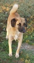 FRITZ, Hund, Mischlingshund in Griechenland - Bild 5