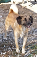 FRITZ, Hund, Mischlingshund in Griechenland - Bild 6