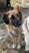 FRITZ, Hund, Mischlingshund in Griechenland - Bild 7