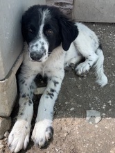 KNOX, Hund, Mischlingshund in Griechenland - Bild 5