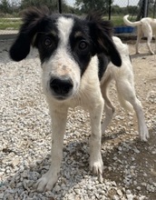 MARVEL, Hund, Mischlingshund in Griechenland - Bild 3