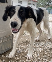 MARVEL, Hund, Mischlingshund in Griechenland - Bild 9