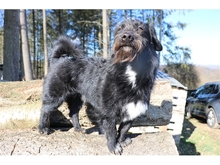 TOPSI, Hund, Mischlingshund in Oberwies - Bild 8