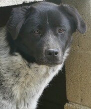 LUIS, Hund, Mischlingshund in Griechenland - Bild 1
