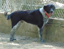 LUIS, Hund, Mischlingshund in Griechenland - Bild 12