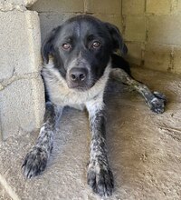 LUIS, Hund, Mischlingshund in Griechenland - Bild 13