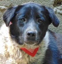 LUIS, Hund, Mischlingshund in Griechenland - Bild 14