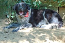 LUIS, Hund, Mischlingshund in Griechenland - Bild 15