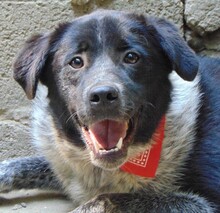 LUIS, Hund, Mischlingshund in Griechenland - Bild 16
