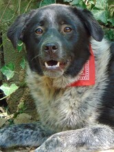 LUIS, Hund, Mischlingshund in Griechenland - Bild 17