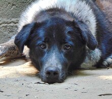 LUIS, Hund, Mischlingshund in Griechenland - Bild 18