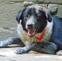 LUIS, Hund, Mischlingshund in Griechenland - Bild 19