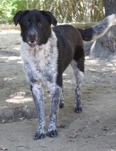 LUIS, Hund, Mischlingshund in Griechenland - Bild 21