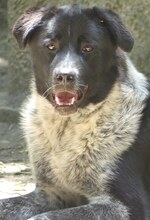 LUIS, Hund, Mischlingshund in Griechenland - Bild 22