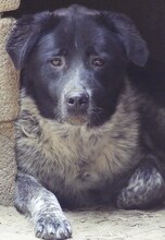 LUIS, Hund, Mischlingshund in Griechenland - Bild 24