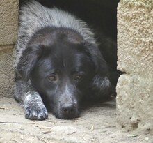 LUIS, Hund, Mischlingshund in Griechenland - Bild 25