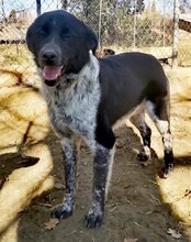 LUIS, Hund, Mischlingshund in Griechenland - Bild 26