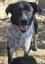 LUIS, Hund, Mischlingshund in Griechenland - Bild 27