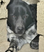 LUIS, Hund, Mischlingshund in Griechenland - Bild 3