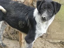 LUIS, Hund, Mischlingshund in Griechenland - Bild 31