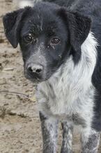 LUIS, Hund, Mischlingshund in Griechenland - Bild 32