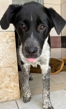 LUIS, Hund, Mischlingshund in Griechenland - Bild 33