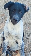 LUIS, Hund, Mischlingshund in Griechenland - Bild 38