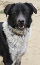 LUIS, Hund, Mischlingshund in Griechenland - Bild 44