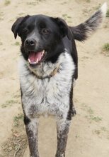 LUIS, Hund, Mischlingshund in Griechenland - Bild 45
