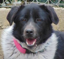 LUIS, Hund, Mischlingshund in Griechenland - Bild 8