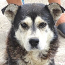 BRUCE, Hund, Mischlingshund in Rumänien - Bild 1