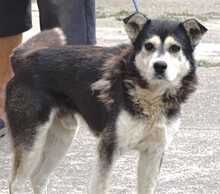 BRUCE, Hund, Mischlingshund in Rumänien - Bild 2
