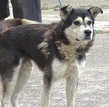 BRUCE, Hund, Mischlingshund in Rumänien - Bild 5