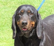 LENA, Hund, Deutsche Bracke-Mix in Rumänien - Bild 1