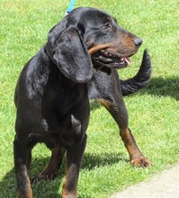 LENA, Hund, Deutsche Bracke-Mix in Rumänien - Bild 3