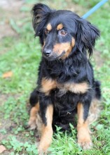 MAMARITA, Hund, Mischlingshund in Polen - Bild 1