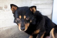 EDDY, Hund, Mischlingshund in Rumänien - Bild 1