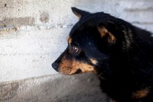 EDDY, Hund, Mischlingshund in Rumänien - Bild 2