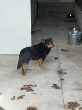 EDDY, Hund, Mischlingshund in Rumänien - Bild 5