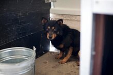 EDDY, Hund, Mischlingshund in Rumänien - Bild 7