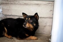 EDDY, Hund, Mischlingshund in Rumänien - Bild 8