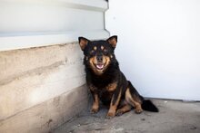 EDDY, Hund, Mischlingshund in Rumänien - Bild 9